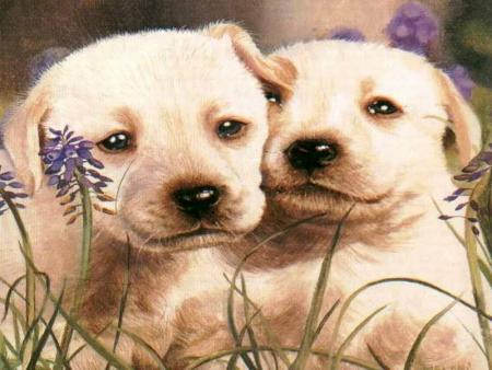 c'est mes chien